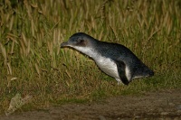 Tucnak nejmensi - Eudyptula minor - Little Penguin - korora 7470